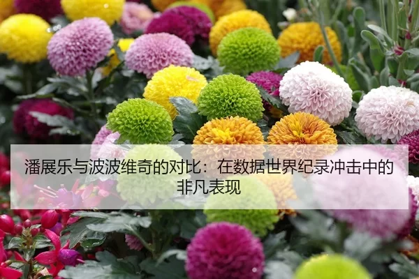 潘展乐与波波维奇的对比：在数据世界纪录冲击中的非凡表现