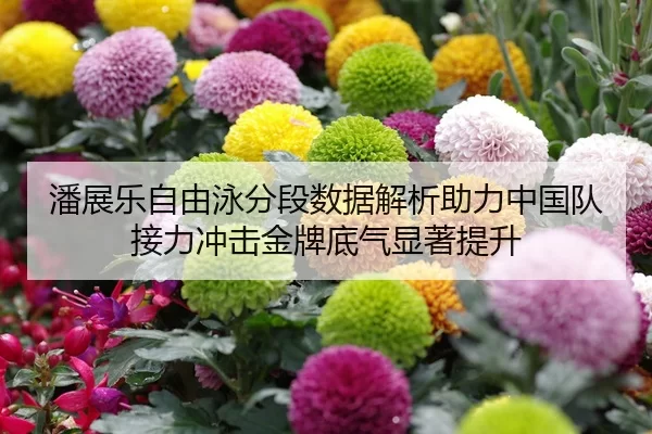 潘展乐自由泳分段数据解析助力中国队接力冲击金牌底气显著提升